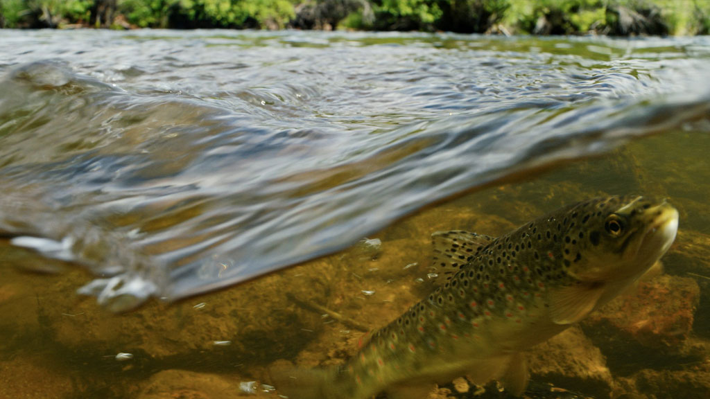 PPFP-fish