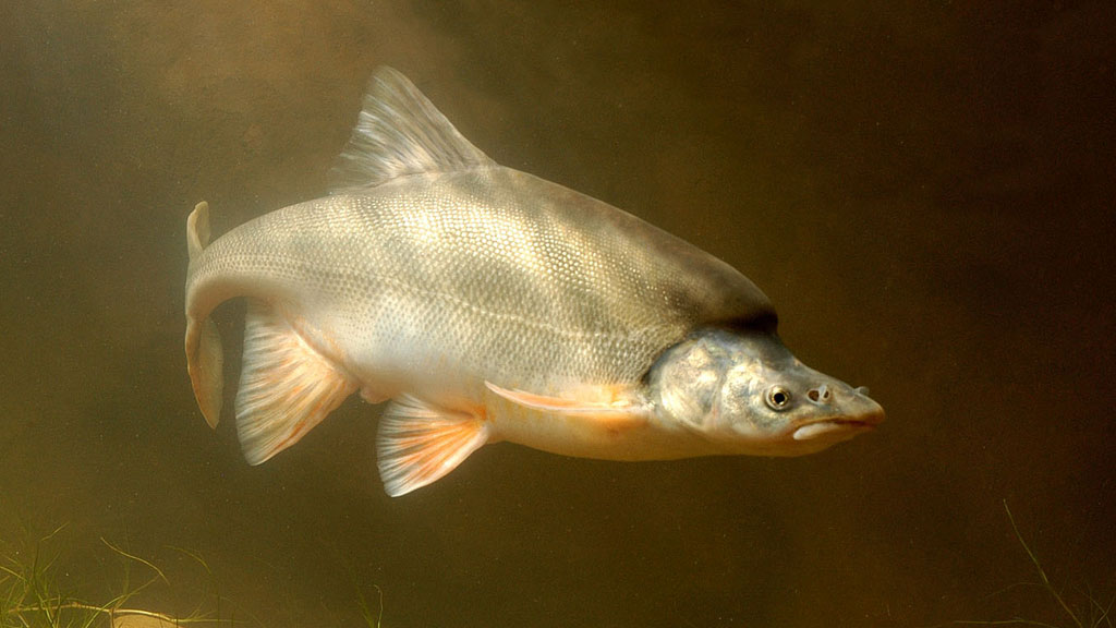 Endangered-Species-Fish