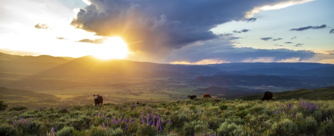 Cow in field of lupine during sunset on West Slope